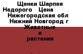 Щенки Шарпея Недорого › Цена ­ 12 000 - Нижегородская обл., Нижний Новгород г. Животные и растения » Собаки   